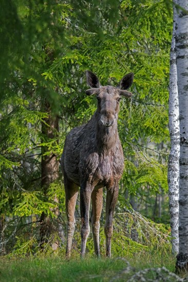 Moose, elk (Alces alces) bull showing early growing stage with antler buds covered in velvet on healed antler pedicles in forest in spring, Sweden, Europe