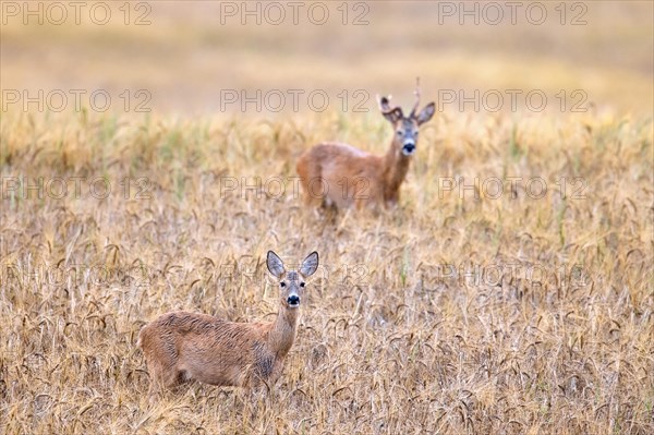 European roe deer (Capreolus capreolus) doe and buck with deformed antler during the rut in wheat field in summer