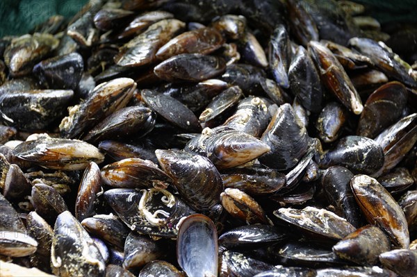 Marseille harbour, macro shot of shiny, wet mussels with dark shells at the market, Marseille, Departement Bouches-du-Rhone, Region Provence-Alpes-Cote d'Azur, France, Europe