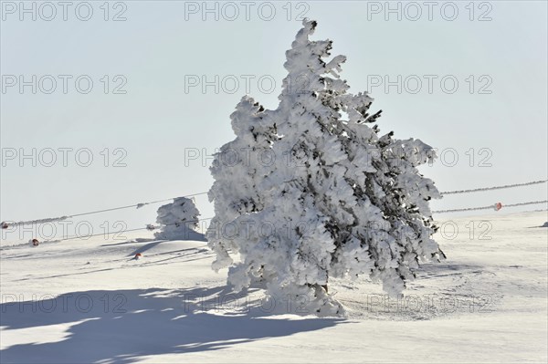 Mountains in Andalusia, Mountain range with snow, near Pico del Veleta, 3392m, Gueejar-Sierra, Sierra Nevada National Park, A tree heavily covered with snow stands in contrast to a clear blue sky, Costa del Sol, Andalusia, Spain, Europe