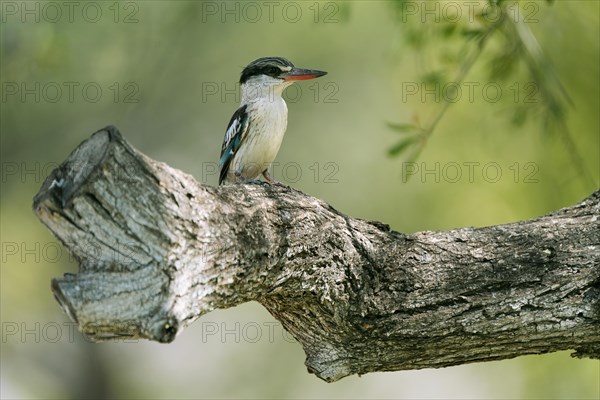 Striped fleece, South Africa, Limpopo, Africa