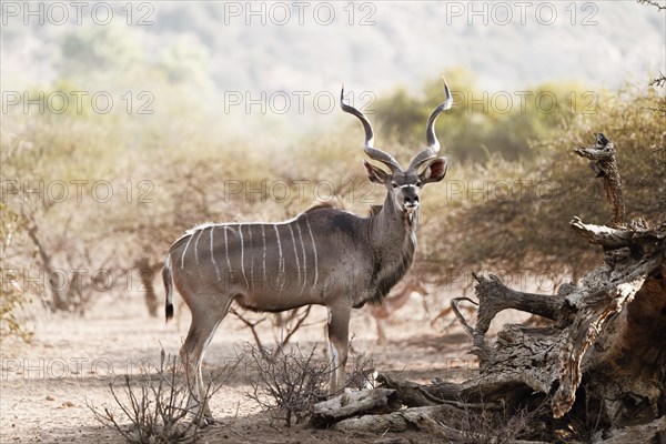 Kudu Group, Limpopo, South Africa, Africa