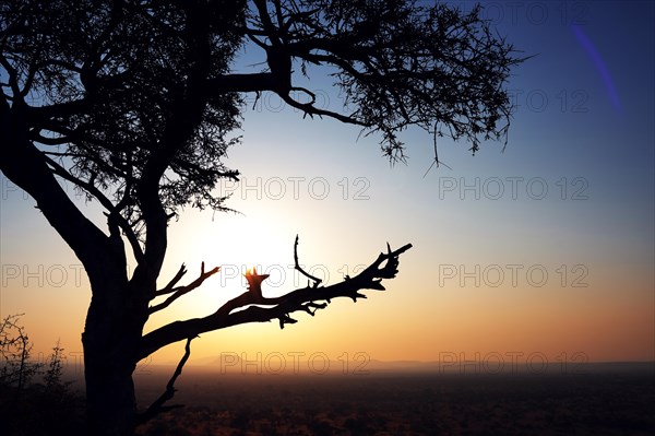 Landscape with sunset, Limpopo, South Africa, Africa