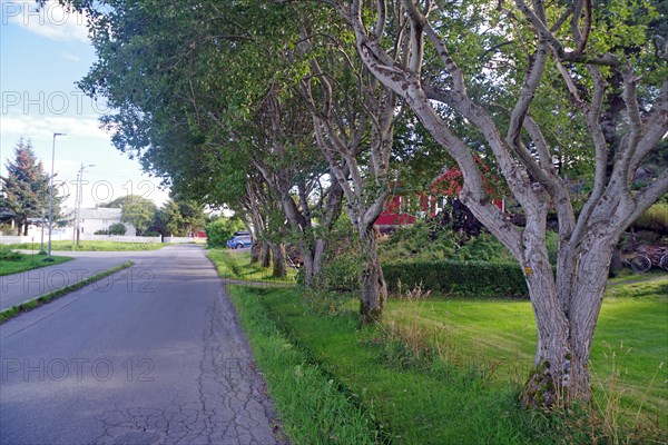 Small row of trees and a garden, Lovund, Lovunden, Helgeland coast, Norway, Europe