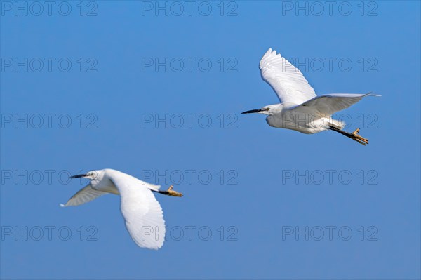 Two little egrets (Egretta garzetta) in flight against blue sky along the North Sea coast in late winter