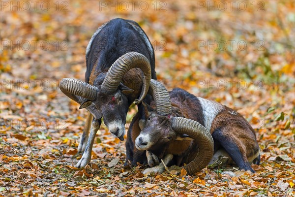 Defeated European mouflon (Ovis aries musimon) lying down after fight by two rams bashing heads and clashing their curved horns during rut in autumn
