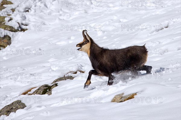 Alpine chamois (Rupicapra rupicapra) solitary male in dark winter coat calling while fleeing over mountain slope in the snow in the European Alps