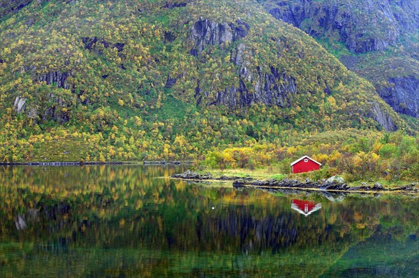 A small red wooden house reflected in the calm waters of a fjord, autumn landscape, Lofoten, Nordland, Norway, Europe