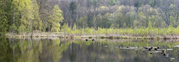 Lake Albertsee in the morning light, swampy sinkhole lake in Frauenseer Forst, Marksuhl, Thuringia, Germany, Europe