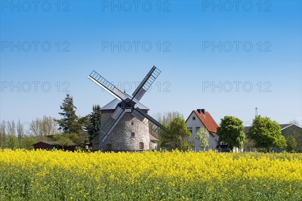 Rape field in bloom and Erna mill, windmill, tower windmill, Immenrode, Thuringia, Germany, Europe