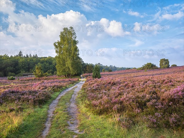 Typical heath landscape in Totengrund near Wilsede with juniper, hiking trail and flowering heather, Lueneburg Heath, Lower Saxony, Germany, Europe
