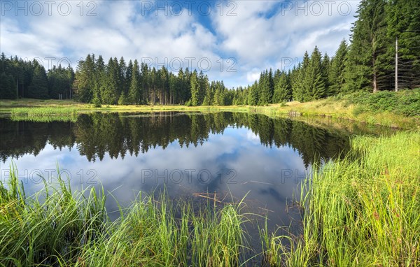 Small lake in the Thuringian Forest, spruce forest reflected, Thuringia, Germany, Europe