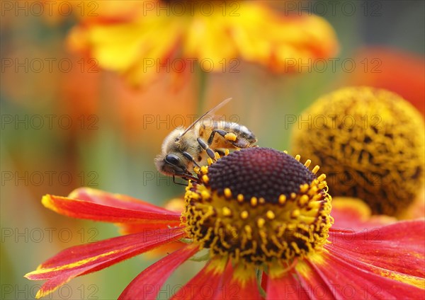 Sneezeweed (Helenium) with honey bee (Apis mellifera), North Rhine-Westphalia, Germany, Europe