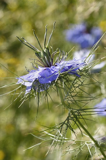 Genuine black cumin (Nigella sativa), North Rhine-Westphalia, Germany, Europe