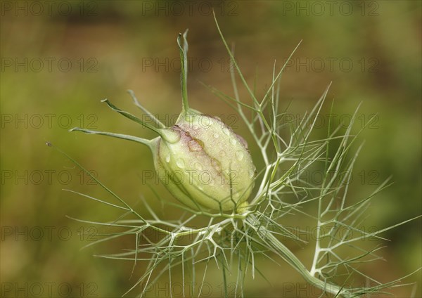 Black cumin (Nigella sativa) buttons with water droplets, North Rhine-Westphalia, Germany, Europe