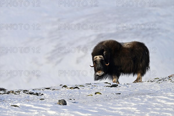 Musk ox (Ovibos moschatus) in the snow, Dovrefjell-Sunndalsfjella National Park, Norway, Europe