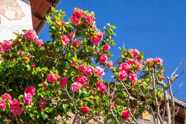 Camellia in bloom in spring, Merano, Val Passiria, Val d'Adige, Burggrafenamt, Alps, South Tyrol, Trentino-Alto Adige, Italy, Europe