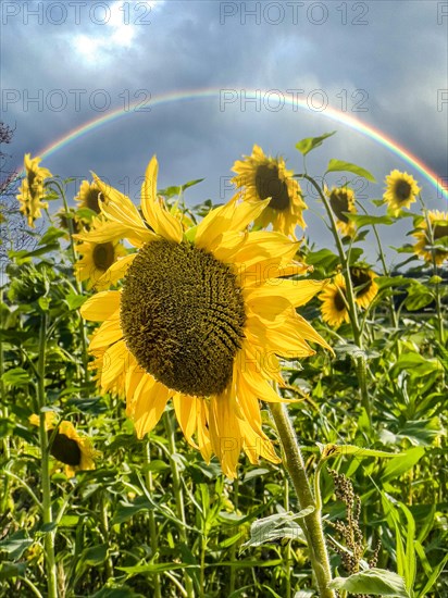 Common sunflower (Helianthus annuus) standing on sunflower field, in the background dark clouds with rainbow, Germany, Europe