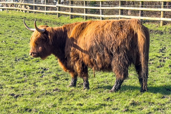 Scottish Highland cattle (Bos primigenius) standing on green pasture, North Rhine-Westphalia, Germany, Europe