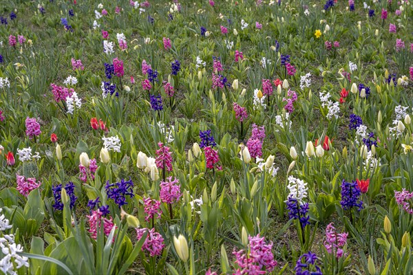 Flowerbed with hyacinths (Hyacinthus) and tulips (Tulipa), Havelberg, Saxony-Anhalt, Germany, Europe