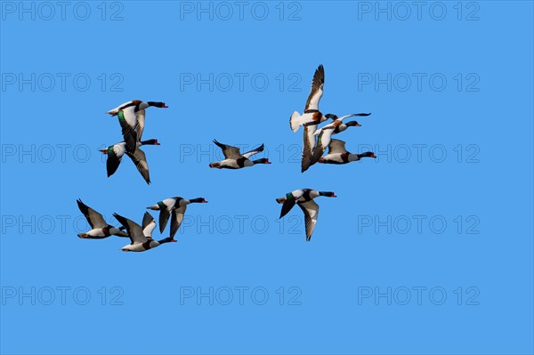 Flock of migrating common shelducks (Tadorna tadorna) in flight against blue sky