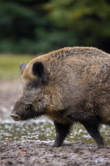 Solitary wild boar (Sus scrofa) close-up portrait of male standing in mud of quagmire in forest, wood