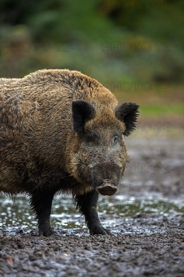 Solitary wild boar (Sus scrofa) close-up portrait of male standing in mud of quagmire in forest, wood