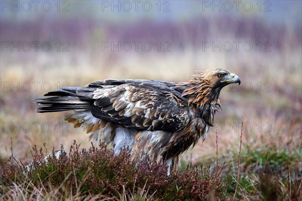 European golden eagle (Aquila chrysaetos chrysaetos) in moorland, heathland in the rain in winter