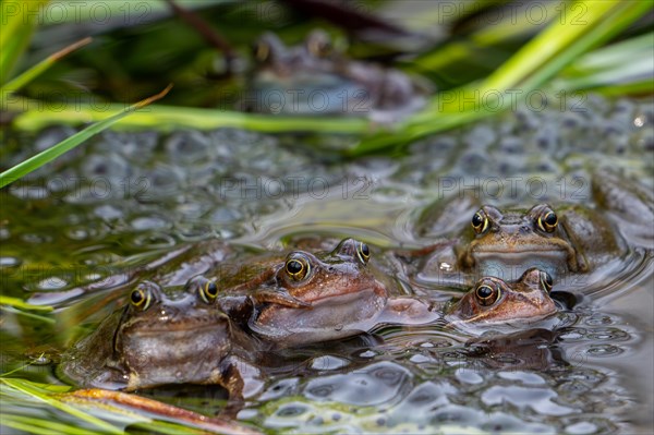 Five European common frogs, brown frogs, grass frog (Rana temporaria) on eggs, frogspawn in pond during the spawning, breeding season in spring