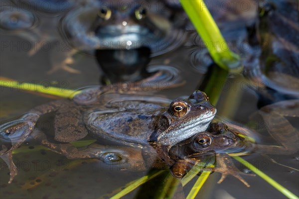 European common brown frogs, grass frog (Rana temporaria) pair in amplexus among aquatic plants in pond during the mating, breeding season in spring