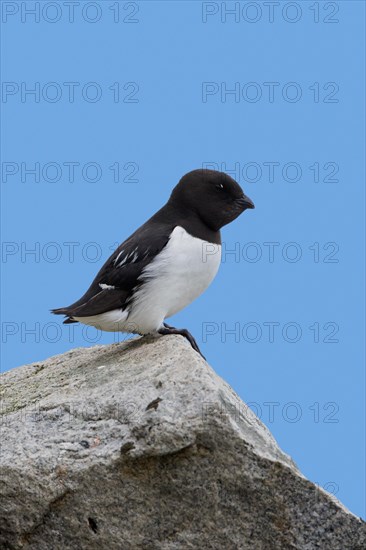 Little auk, dovekie (Alle alle) perched on rock along the Arctic Ocean, Svalbard, Spitsbergen, Norway, Europe