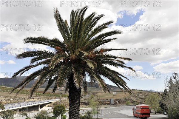 Solabrena, view of a landscape with a large palm tree and a red lorry crossing a bridge, Costa del Sol, Andalusia, Spain, Europe