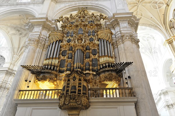 Organ, Cathedral of Santa Maria de la Encarnacion, Cathedral of Granada, Baroque organ in a church with golden decoration against a white background, Granada, Andalusia, Spain, Europe