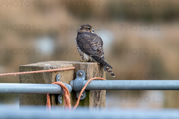 Eurasian merlin (Falco columbarius aesalon) female perched on wooden fence post along field in late winter