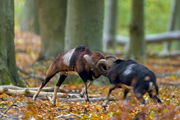 European mouflons (Ovis aries musimon, Ovis gmelini musimon) two rams fighting by bashing heads and clashing their curved horns during rut in autumn