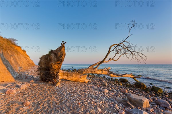 Dead tree on beach at Brodtener Ufer, Brodten Steilufer, cliff in the Bay of Luebeck along the Baltic Sea at sunrise, Schleswig-Holstein, Germany, Europe