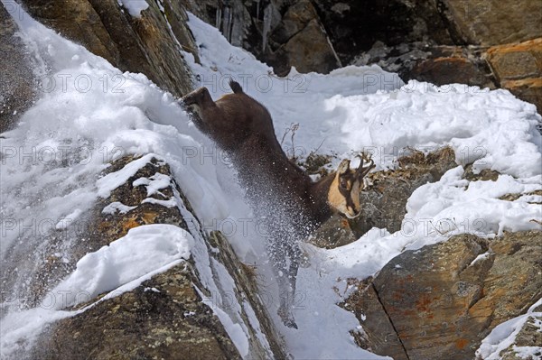 Alpine chamois (Rupicapra rupicapra) fleeing male in dark winter coat descending steep gully in snowy rock face in the mountains of the European Alps