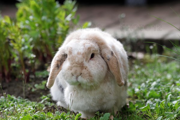 Rabbit (Oryctolagus cuniculus domestica), ram rabbit, floppy ears, garden, The ram rabbit sits in the sunshine between green plants in the garden