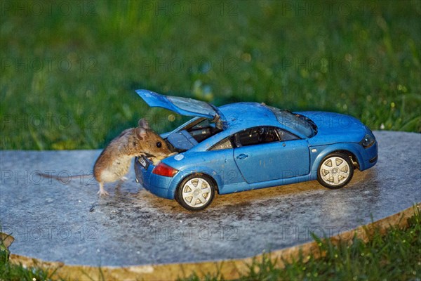 Wood mouse standing next to blue Audi TT model car with open boot and food on stone slab in green grass, looking right