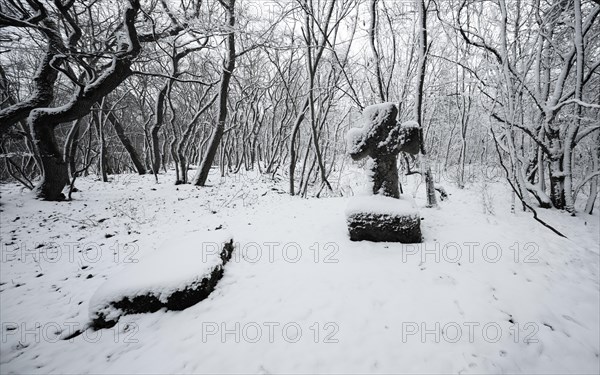 Medieval stone cross in a snow-covered forest in winter, murder cross, atonement cross, Freyburg (Unstrut), Saxony-Anhalt, Germany, Europe