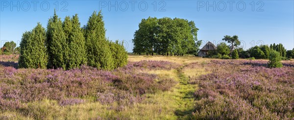 Typical heath landscape with old sheepfold, hiking trail, juniper and flowering heather, Lueneburg Heath, Lower Saxony, Germany, Europe