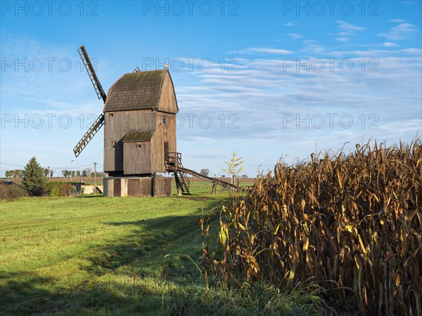 Windmill next to a ripe cornfield under a clear blue sky, Bockwindmuehle, Langeneichstaedt, Saxony-Anhalt, Germany, Europe