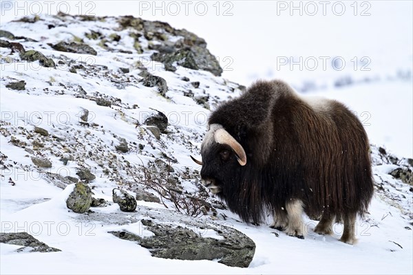 Musk ox (Ovibos moschatus) in the snow, Dovrefjell-Sunndalsfjella National Park, Norway, Europe