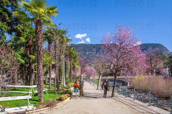 Passer promenade with blossoming trees in spring, Merano, Pass Valley, Adige Valley, Burggrafenamt, Alps, South Tyrol, Trentino-South Tyrol, Italy, Europe