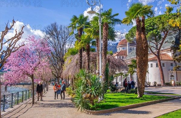 Passer promenade with blossoming trees in spring, Merano, Pass Valley, Adige Valley, Burggrafenamt, Alps, South Tyrol, Trentino-South Tyrol, Italy, Europe