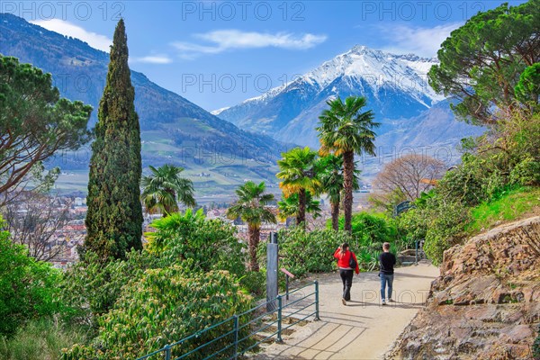 Tappeiner Promenade, Tappeiner Trail in spring with the summit at 3006 metres in the Texel Group, Merano, Pass Valley, Adige Valley, Burggrafenamt, Alps, South Tyrol, Trentino-South Tyrol, Italy, Europe