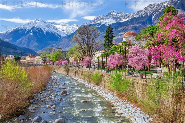 River Passer with blossoming trees on the spa promenade in spring in front of the Texel Group with the target peak 3006m, Merano, Pass Valley, Adige Valley, Burggrafenamt, Alps, South Tyrol, Trentino-South Tyrol, Italy, Europe