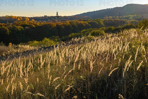 Backlit photograph of black-grass (Alopecurus myosuroides) field foxtail grass from genus foxtail grasses family sweet grasses backlit by evening sun on disused greened mine dump Halde Schhoettelheide, in the background on the horizon disused winding tower of last active colliery Prosper-Haniel colliery of mining in Germany, Grafenwald, Kirchhellen, Bottrop, North Rhine-Westphalia, Germany, Europe