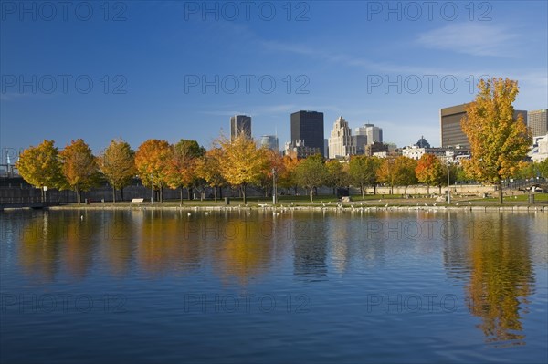 Row of Acer, Maple trees with orange and yellow leaves and Montreal skyline with Aldred, Place Ville Marie and Courthouse buildings taken from Bonsecours basin in autumn, Quebec, Canada, North America