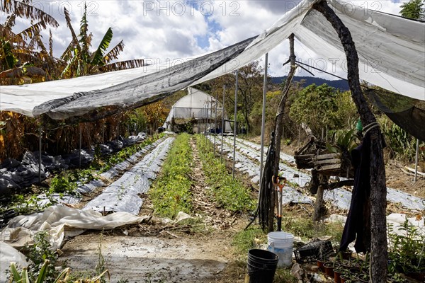 San Pablo Huitzo, Oaxaca, Mexico, Farmers are part of a cooperative that uses agroecological principles. They avoid pesticides and other chemicals, and recycle nutrients through the use of organic fertilizers, Central America